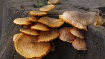 Each fungal creation tells a silent tale of nature's relentless cycle, as life flourishes from the remnants of the departed.