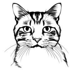 Obraz premium silhouette cat on white background, Black Cat shapes isolated on white background