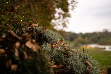 Autumn Park. Autumn forest. Colors of the autumn forest.