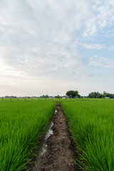 Landscape of scenic paddy field and walkway to harvest in farmland among mountain range, Thailand