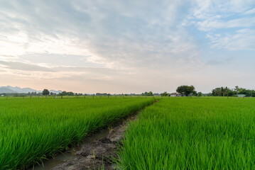Landscape of paddy field among sunset in Thailand