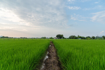 Landscape of paddy field among sunset in Thailand