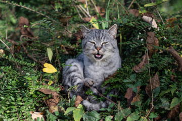 Naklejka na ściany i meble A domestic, gray, tabby cat guards his garden.