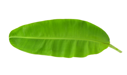whole banana leaf on transparent png