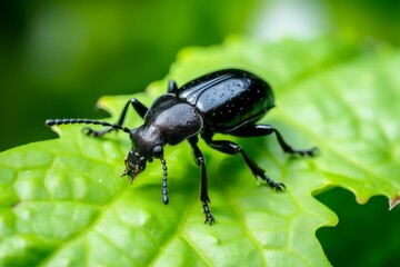 a close up of a black beetle on a green leaf