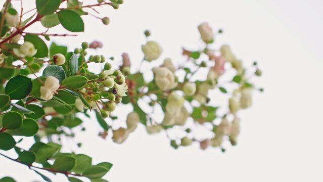 Close up of the Arrayan Tree Flower