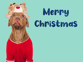 Merry Christmas. Lovable dog and Santa Claus Hat. Close-up, indoors. Day light, studio shot. Isolated. Congratulations for family, relatives, loved ones, friends and colleagues. Pets care concept