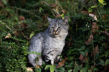 A domestic, gray, tabby cat guards his garden.
