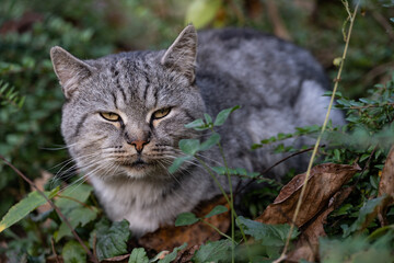 Naklejka na ściany i meble A domestic, gray, tabby cat guards his garden.