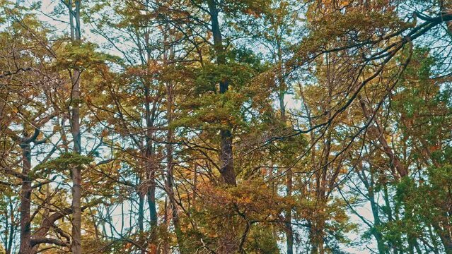 Coihue forest in Bariloche in autumn