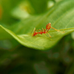 weaver ant on aleaf
