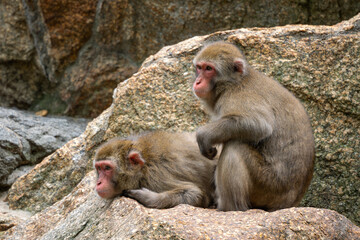 Japanese Macaque - Macaca fuscata, beautiful unique primate native Japanese mountains, woodlands and forests.