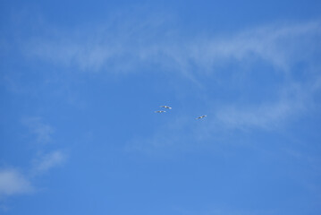 Bird watching, red-crowned crane, in
 winter