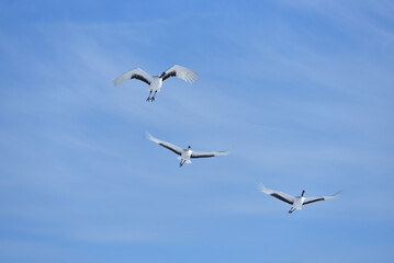 Bird watching, red-crowned crane, in
 winter