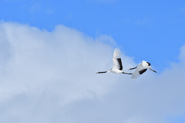 Bird watching, red-crowned crane, in
 winter