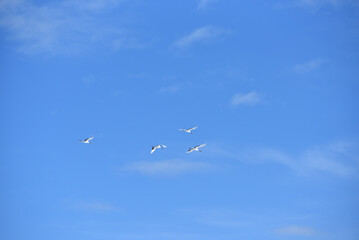 Bird watching, red-crowned crane, in
 winter