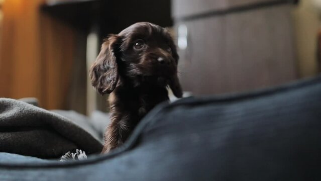 Young English Cocker Spaniel puppy, close-up portrait. Small dark brown English Cocker Spaniel puppy on the sofa. A young playful English Cocker Spaniel puppy looks at the camera. Happy puppy.