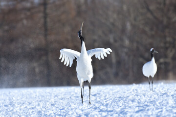 Obraz premium Bird watching, red-crowned crane, in winter