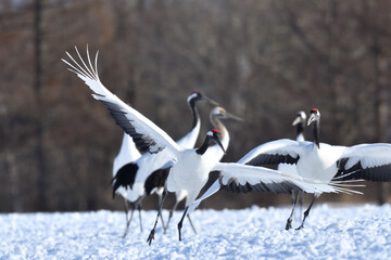 Obraz premium Bird watching, red-crowned crane, in winter