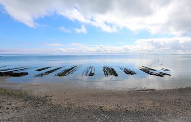 cultivation of oysters in the sea in the coast near the city of cancale in France