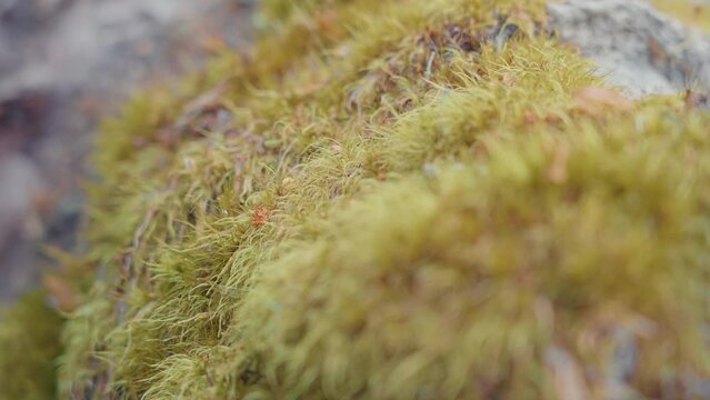 Macro of the Arrayan Tree in Bariloche