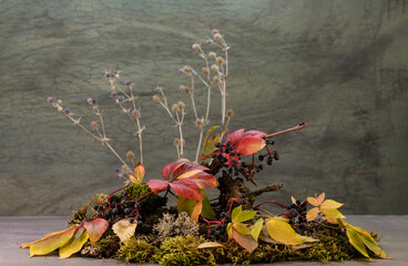 Ikebana. Wild grapes. Parthenocissus quinquefolia.