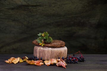 Ikebana of autumn flowers. Bonsai in a walnut shell.
