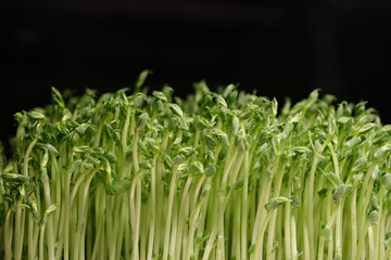 close up fresh green pea seedlings. Black copy space