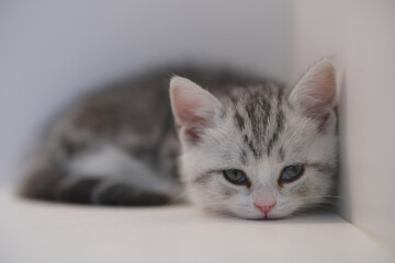 close up one cute small American Shorthair pet cat looking at camera