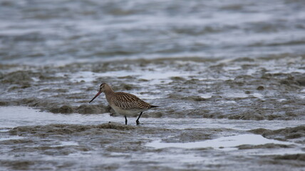 Bécasseau variable