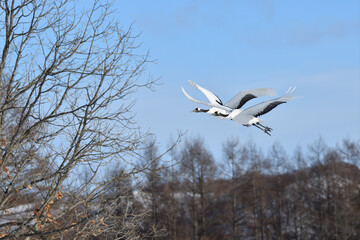 Bird watching, red-crowned crane, in
 winter