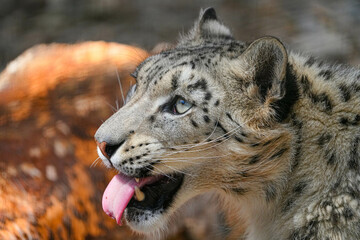 Obraz premium 野生動物