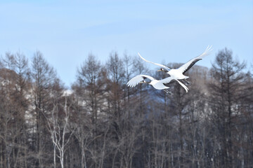 Bird watching, red-crowned crane, in
 winter