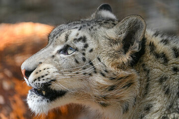 野生動物