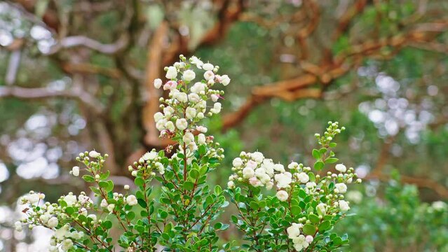 Close up of the Arrayan Tree Flower