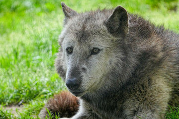 野生動物