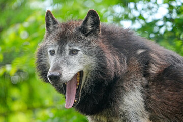 Fototapeta premium 野生動物