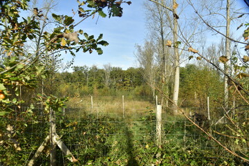 Clôture délimitant les zones sauvages et impénétrables à la forêt du domaine provincial de Bokrijk au Limbourg 