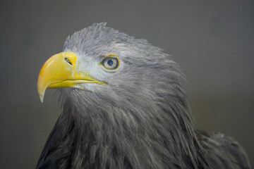 野生動物