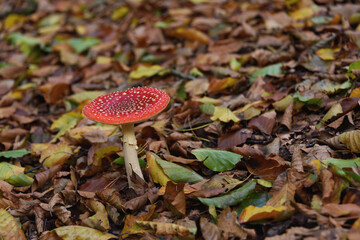 Fly Agaric (Amanita muscaria)with a bright red cap with white spots and white gills seen from above in autumn leaves