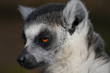 Fototapeta premium 野生動物