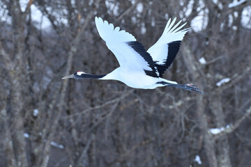 Bird watching, red-crowned crane, in
 winter