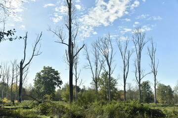 Arbres morts dans la réserve naturelle au domaine provincial de Bokrijk au Limbourg 