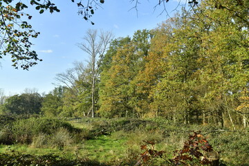 La végétation sauvage en automne à la réserve naturelle du domaine provincial de Bokrijk 