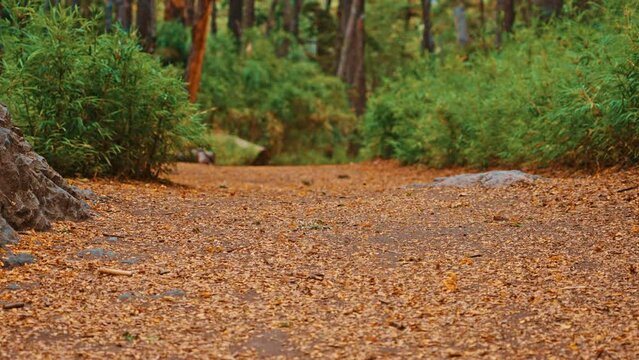 Road covered with Coihue tree leaves