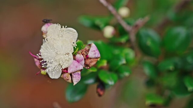 Close up of the Arrayan Tree Flower