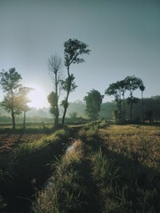 Morning view of the rice fields