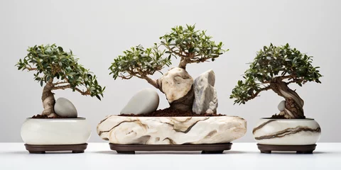  Bonsai trees, Ficus, Juniper, and Pine, staggered heights, white marble background, softbox lighting © Marco Attano