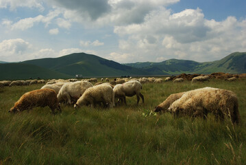 Sheep grazing on the Castelluccio di Norcia plateau, Umbria, Italy