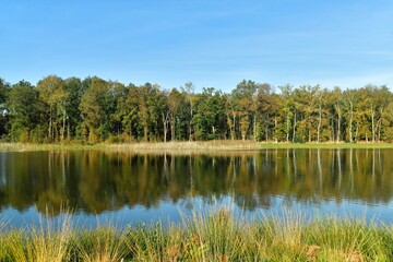 Reflet de la forêt dans les eaux d'un des étangs de la réserve naturelle du domaine provincial de Bokrijk au Limbourg 